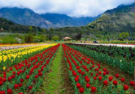 Amritsar with Kashmir